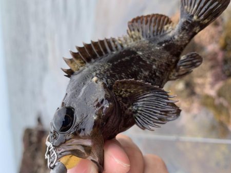 ロックフィッシュ大量