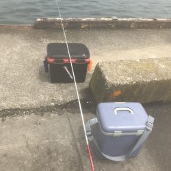 サビキで豆アジ