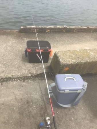 サビキで豆アジ