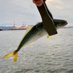 裏切らないツバス