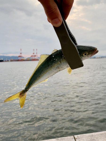 裏切らないツバス