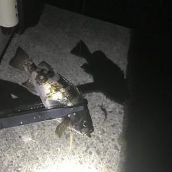 なんとか一杯。