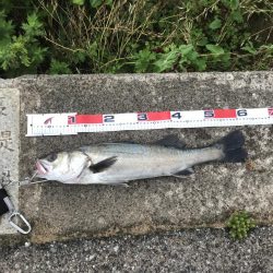 シーバス絶好の波高サーフ