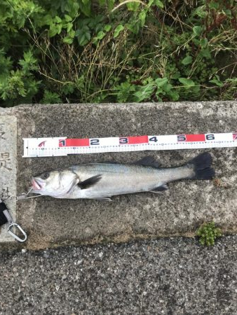 シーバス絶好の波高サーフ