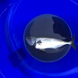 久しぶりに朝まずめ頑張ったけど、、、