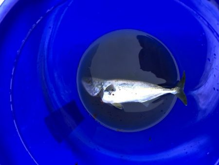 久しぶりに朝まずめ頑張ったけど、、、