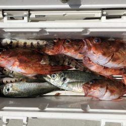 泉州丸さんでアジ