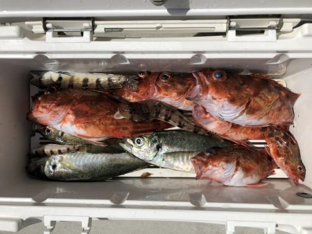 泉州丸さんでアジ