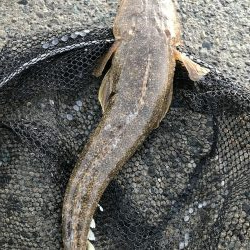 波ちょい高、渋め