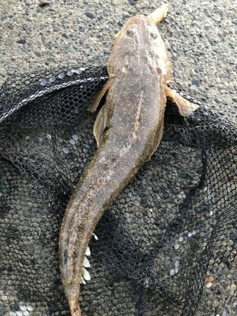 波ちょい高、渋め