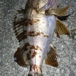 メバリング・明石港リベンジ