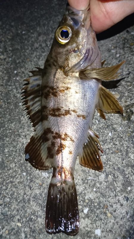 メバリング・明石港リベンジ