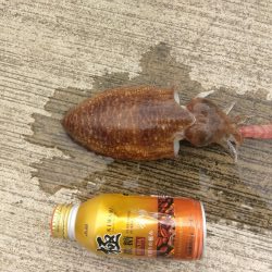 宮津でコウイカ連発!