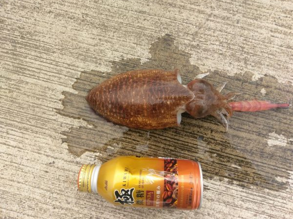 宮津でコウイカ連発!