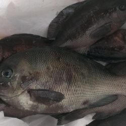 グレ開幕も貧果