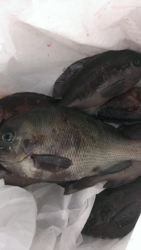 グレ開幕も貧果