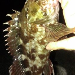 とりあえずガシラ