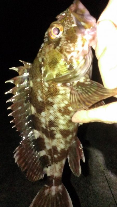 とりあえずガシラ