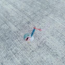 ショアジンギング