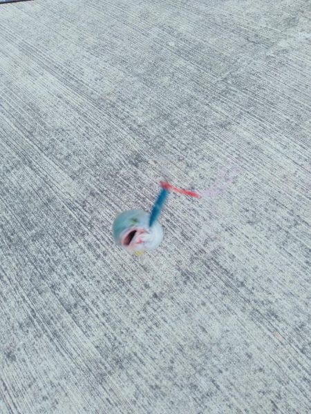 ショアジンギング