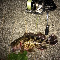 久々のプチ夜釣