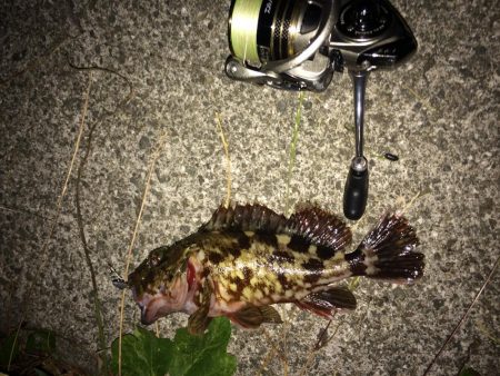 久々のプチ夜釣