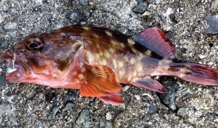 ４目達成～～♪