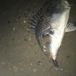 2019 キビレ調査NO、5