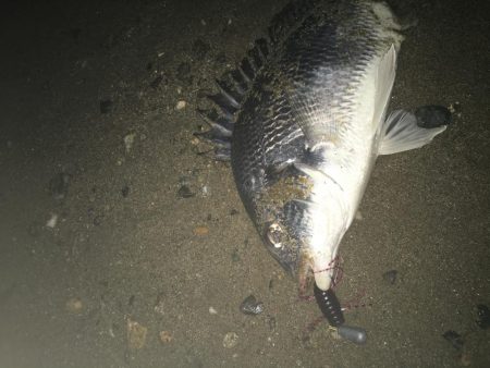 2019 キビレ調査NO、5