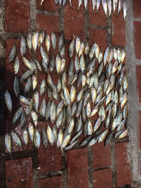 豆アジ、コサバ大漁