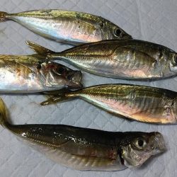 アジングで豆アジ