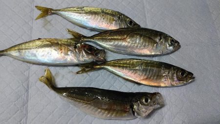 アジングで豆アジ