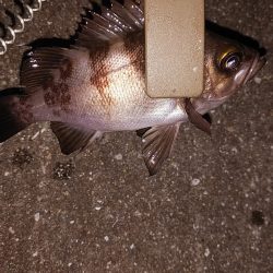 メバルは釣れるけどアオリは…