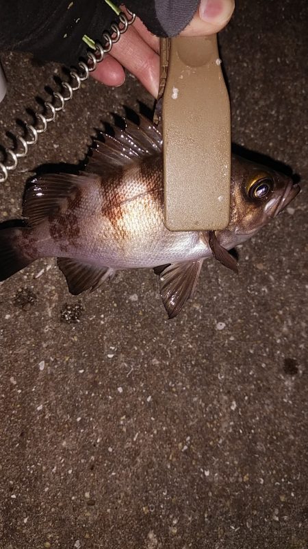 メバルは釣れるけどアオリは…