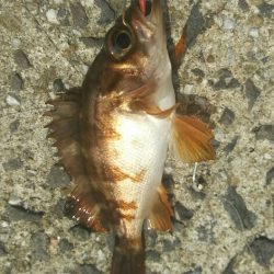 遠賀川河口キス調査＆若松小物調査