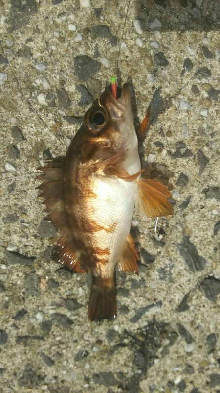 遠賀川河口キス調査＆若松小物調査