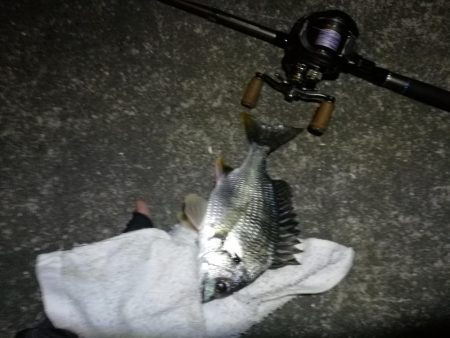 南港カモメ大橋 釣行 (超小雨ヘチ釣り、キビレチヌ45cm 他釣果有り)