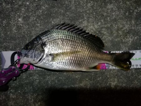 南港カモメ大橋 釣行 (ヘチ短時間で好調果キビレチヌ39cm 他釣果有り)