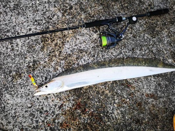 久しぶりの釣果で太刀魚