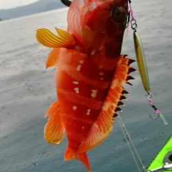 カヤックフィッシングで爆釣!