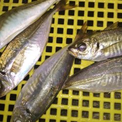 アジ鯵メバルアコウ