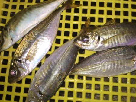 アジ鯵メバルアコウ