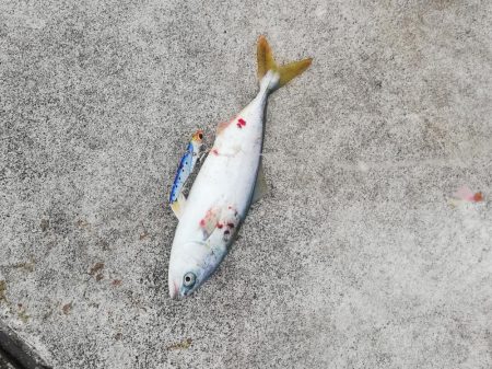 サイズダウンしてる！