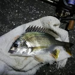 南港カモメ大橋 釣行 (短時間ヘチ釣りでキビレチヌ、シーバス、ガシラ釣果有り)