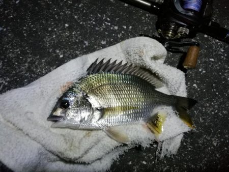 南港カモメ大橋 釣行 (短時間ヘチ釣りでキビレチヌ、シーバス、ガシラ釣果有り)