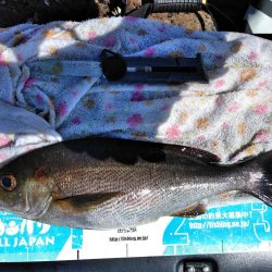 イサキ・尾長・コツパ多数・・