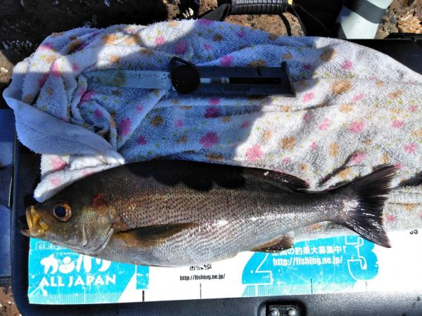 イサキ・尾長・コツパ多数・・