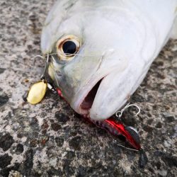 3度目の正直もあり