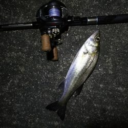 南港カモメ大橋 釣行 (雨天後のヘチ釣行~ キビレチヌ、シーバス、ガシラ釣果有り)