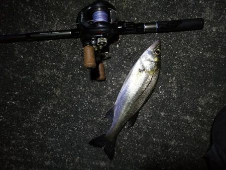 南港カモメ大橋 釣行 (雨天後のヘチ釣行~ キビレチヌ、シーバス、ガシラ釣果有り)